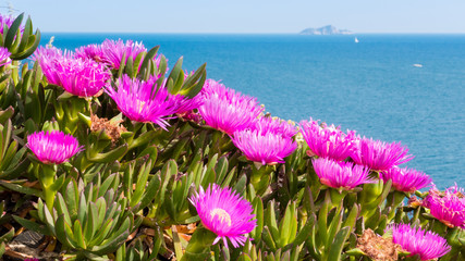 Carpobrotus flowers near the sea in Piombino, Tuscany, Italy