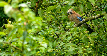 eurasian_jay