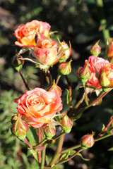 Bright flowers. Raindrops on rose buds. - 213369145