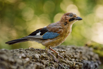 Eurasian Jay - Garrulus glandarius, large colored perching bird from European forests and woodlands.
