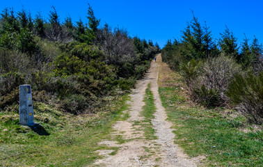 Footpath in the forest in Saint James's Way, Spain