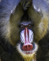 Mandrill monkey