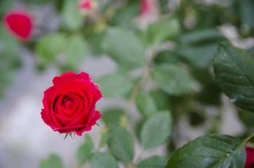 The Rose and Blurry Leafs