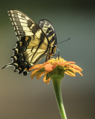 Eastern Swallowtail Butterfly