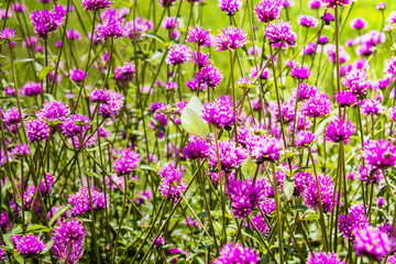Butterfly purple flower background