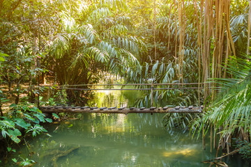 Obraz premium Small wooden bridge over small stream in rain forest with sunlight