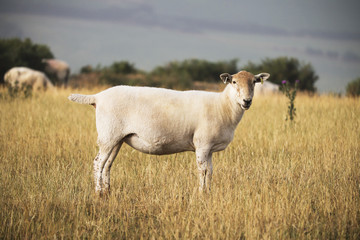 Obraz premium Sheep in long grass