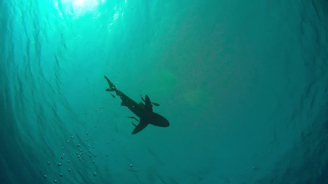 Grey Reef Sharks Swim Near Divers