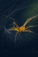 Selective focus macro spider in the web and green blue background