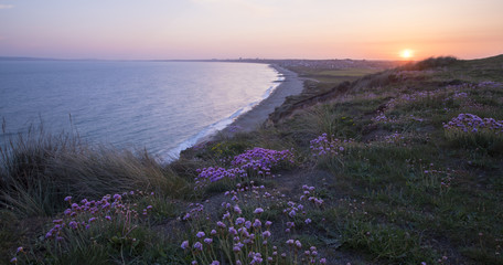 Thrift on the cliff top at Hengistbury Head in Dorset.