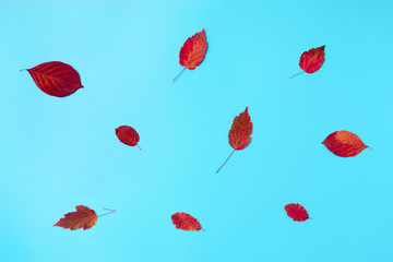 Top view of autumn leaves on blue background