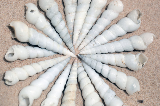 natural white spiral shells background on a bright sand, at atlantic coastline - macro photography with natural sunlight in Africa