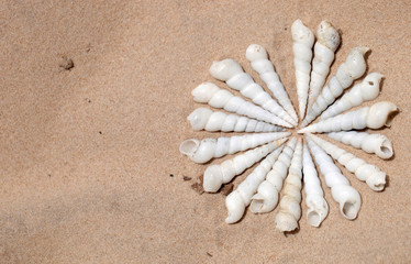 Fototapeta na wymiar natural white spiral shells background on a bright sand, at atlantic coastline - macro photography with natural sunlight in Africa