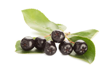 Close up of aronia chokeberry isolated on white.