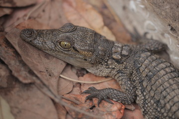 portrait of a baby crocodile head, with huge green eyes, outdoors on dry leaves, in a sunny summer day in the Gambia, Africa
