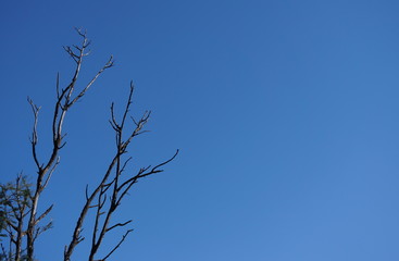Tree Branch and Blue Sky