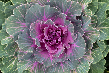 Pink Flowering or Ornamental Cabbage and Kale top view background