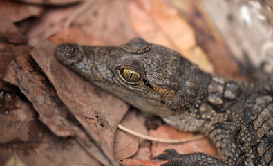 portrait of a baby crocodile head, with huge green eyes, outdoors on dry leaves, in a sunny summer day in the Gambia, Africa
