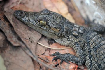 portrait of a baby crocodile head, with huge green eyes, outdoors on dry leaves, in a sunny summer day in the Gambia, Africa
