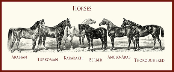vintage equestrian illustration, horse purebred portraits: Arabian, Turkoman, Karabakh, Berber, Anglo-Arab, English thoroughbred, © acrogame