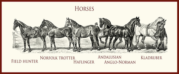 vintage illustration, horse purebred portraits:  field hunter, Norfolk trotter, Haflinger, Andalusian, Anglo-Norman, Kladruber © acrogame