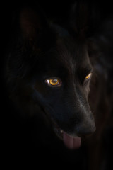 Black dog portrait Black background