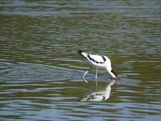 Avocet (Recurvirostra avosetta) feeding in shallow water