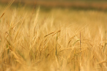 Wheat field