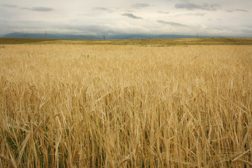 Wheat field