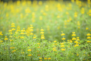 Fototapeta na wymiar many yellow lupine flowers in field