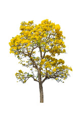Tabebuya or Caribbien Trumpet tree with yellow flower on white background