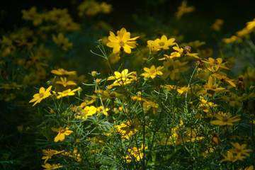 field of yellow flowers