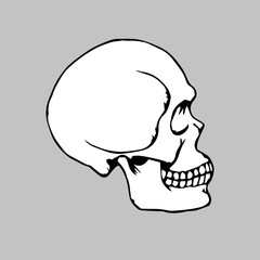 human skull. vector illustration