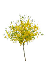 Golden Rain tree or Cassia fistula with yellow flower on white background