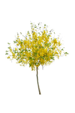 Golden Rain Tree Or Cassia Fistula With Yellow Flower On White Background