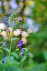 カリガネソウの花