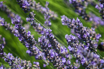 Obraz premium lavender flowers in provence