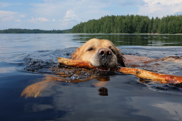 Dog (Golden Retriever) swimming and fetching a stick. 