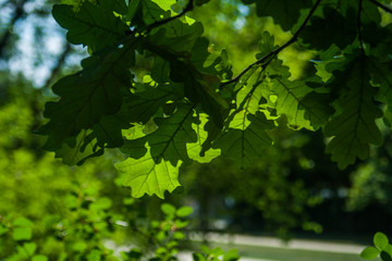 Fototapeta na wymiar background Small leaf oak. tree sunny day