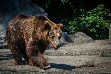 Bear, big mammal, wild life, National park