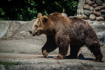 Obraz na płótnie Canvas Bear, big mammal, wild life, National park