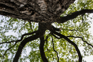 Tree background. Old big tree. Spring leafs