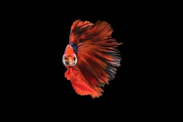 Fensteraufkleber The moving moment beautiful of siamese betta fish in thailand on black background.  © Soonthorn
