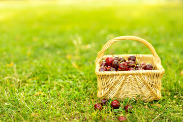 Basket with red cherries on green grass