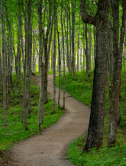 Hiking trail through a forest with trees and greenery