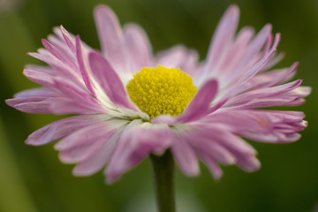 Obraz premium daisies