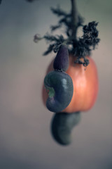 nature fruit detail - cashew nut and cashew apple close up, outdoors growing on a tree, in the Gambia, Africa, during dry season on a sunny day
