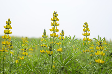 Obraz na płótnie Canvas A field of spring yellow flowers (lupines)
