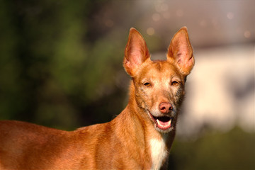 Podenco