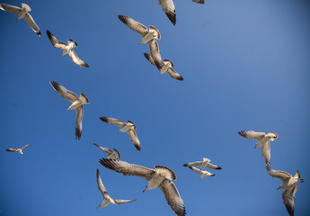 Seagulls flying against blue sky